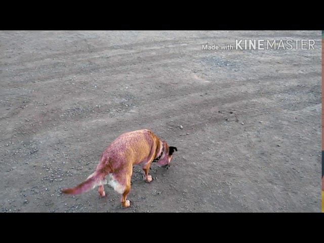 СЛОМАЛАСЬ ГАЗЕЛЬ. ПОМОЩЬ НА ДОРОГЕ. смотреть онлайн