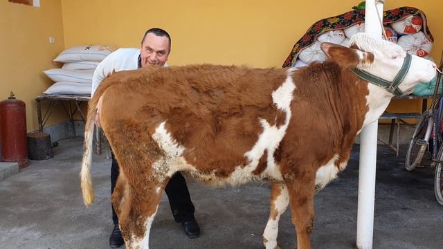 💯%Dehqon. Simmental hunajin va buqa ☎️91-327-79-49 . yetkazish kelishuv bilan. смотреть онлайн