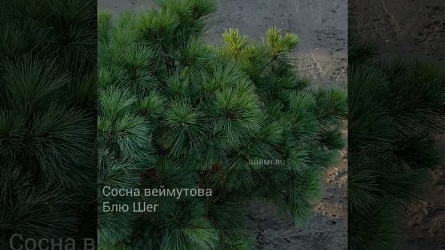 Сосна веймутова Блю Шег смотреть онлайн