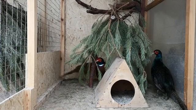 Охотничий и Румынский Фазан смотреть онлайн