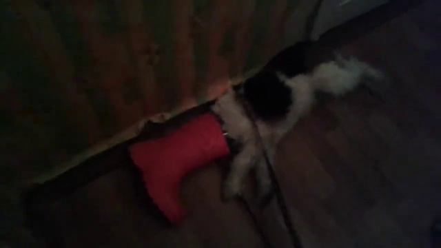 Щенок фокстерьера и сапог смотреть онлайн