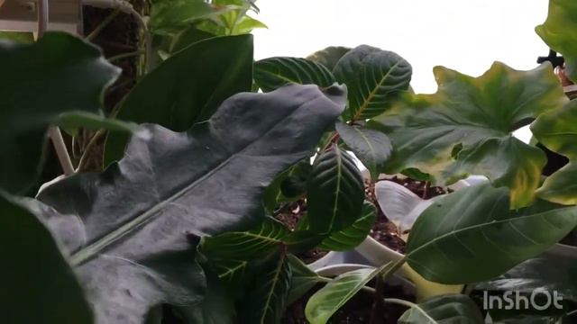 Цветочные будни всё для цветочков смотреть онлайн