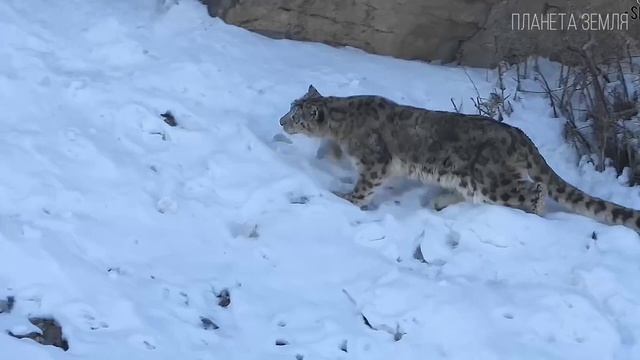 Снежный барс: Хозяин гор! Скорость, красота и грация | Интересные факты про ирбиса смотреть онлайн