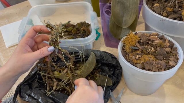 # 113 Орхидеи замерзли. Что делать! (Часть 1) #УходЗаОрхидеями #ЛечениеОрхидеи смотреть онлайн