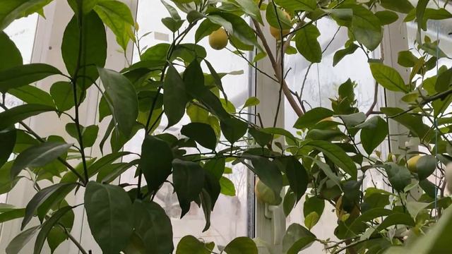 Дегустація плодів та швиденька прогулянка