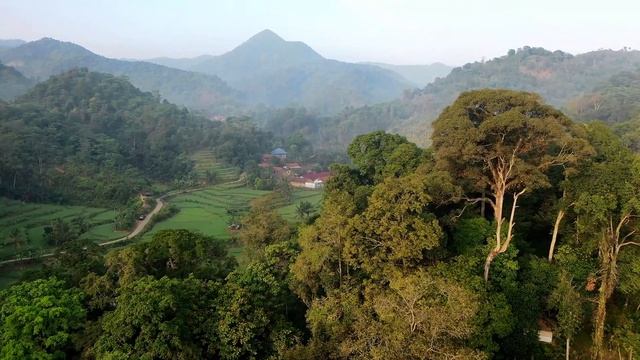 Съемка с дрона зеленого леса. Видео квадрокоптера с высоты птичьего полета над рисовым полем. смотреть онлайн