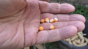 Попкорн. Выращиваем и готовим сами.