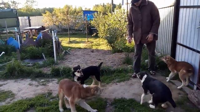 Тест- щенки охрана территории. Puppies guarding their territory -4,5 months смотреть онлайн