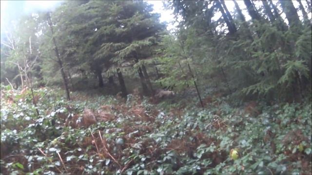 3 setter anglais et 1 irlandais à l'arrêt sur bécasse смотреть онлайн