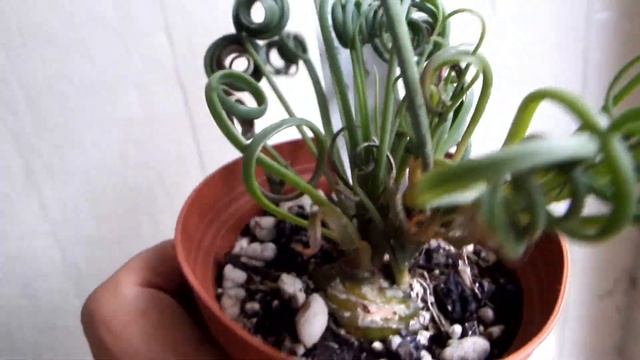 Abuka Spiralis смотреть онлайн