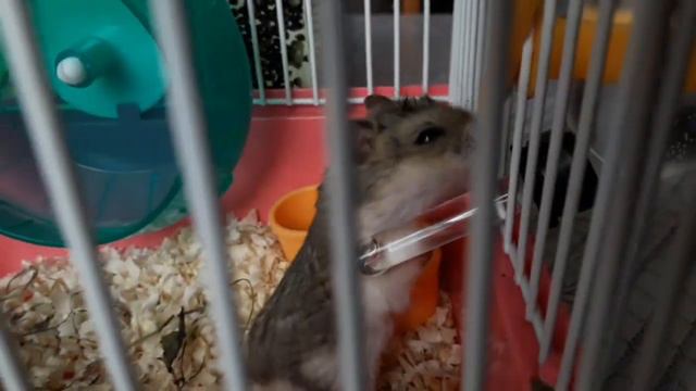 Мой новой питомец хомяк Жора🐹🐾 смотреть онлайн