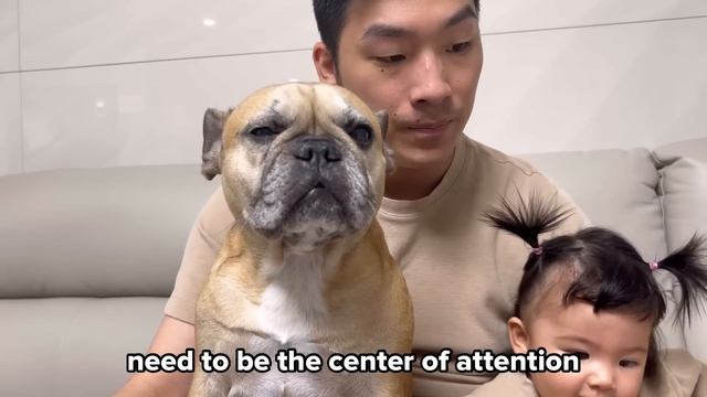 Why I Regret Getting French Bulldogs смотреть онлайн