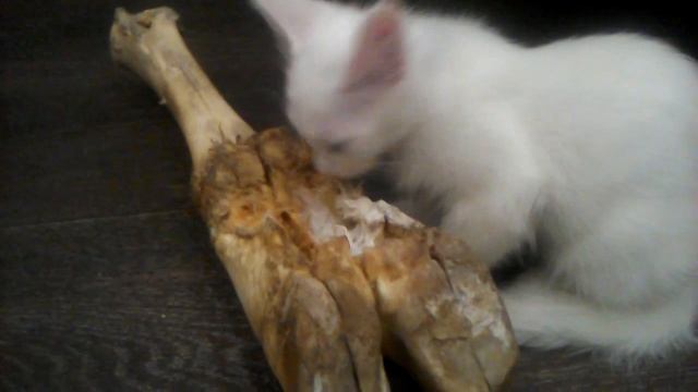 ТОП самое лучшее видео милый котенок в душе собака смотреть онлайн