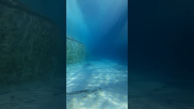 Елена Бородавка Московский зоопарк #зоопарк #московскийзоопарк #слоны #москва смотреть онлайн