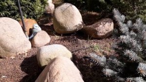 Мульчирование. Керамзит. Мой опыт.