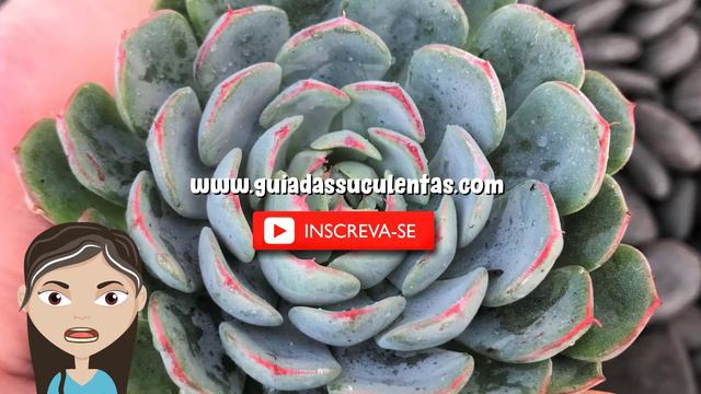 Echeveria Minima: Tudo Sobre Essa Suculenta смотреть онлайн