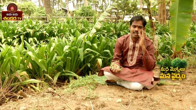 Remedy for Piles and Ear || Mana Mokkalu Mana Vaidyam Ep-5 || Jaya Jaya Shankara || смотреть онлайн
