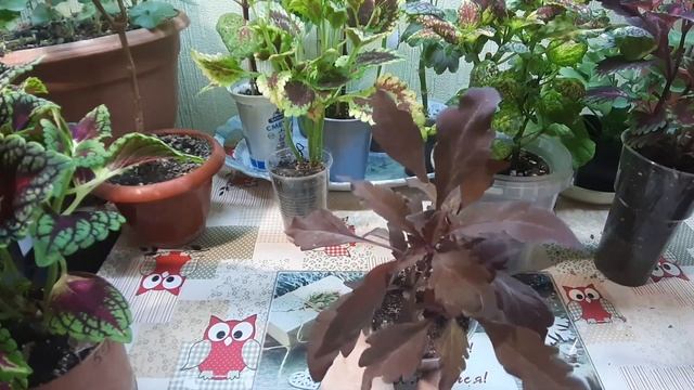 ?Выбрала несколько колеусов, чтобы вам показать? смотреть онлайн