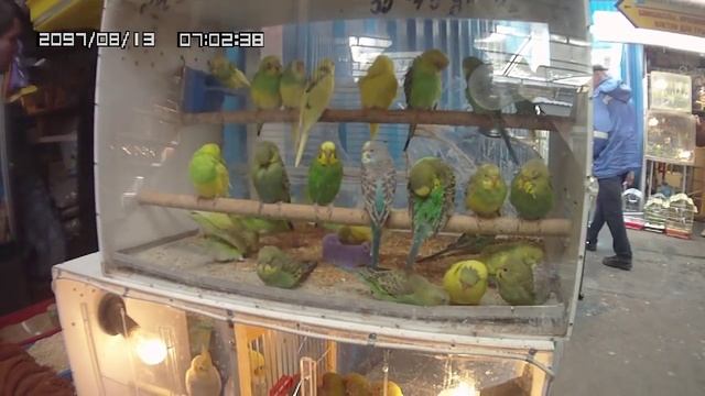 Как приручать попугая шаг первый. смотреть онлайн