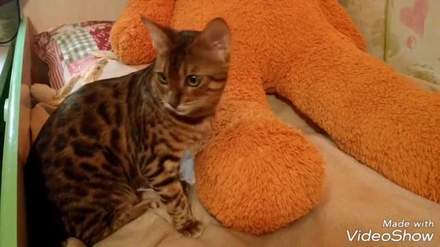 #БенгальскийКот и Дети смотреть онлайн