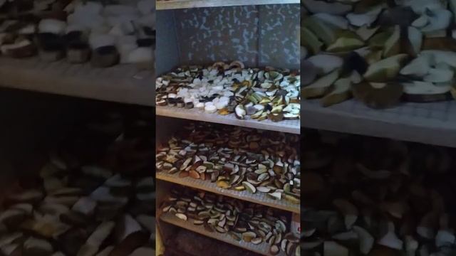 большой сушильный шкаф для грибов своими руками. смотреть онлайн