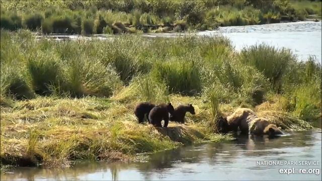 Медведи Катмай (Аляска). Bears Of Katmai (Alaska). смотреть онлайн