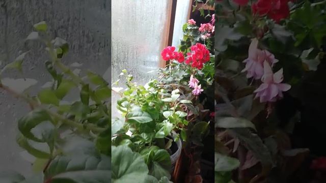 Шикарно цветущий балкон. Фуксии смотреть онлайн