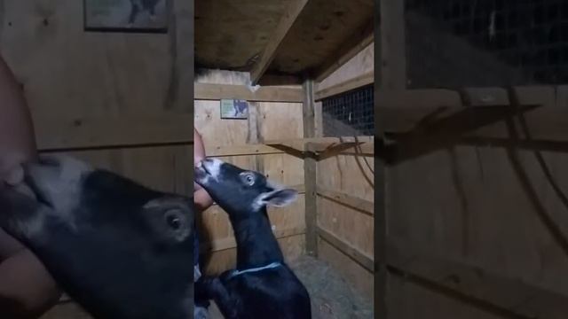 Sad But We Will Protect These Ones This Is Petunia And Blue