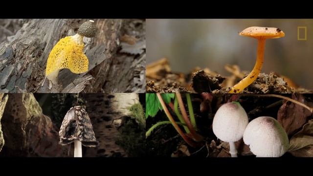 Что произойдёт, если все растения исчезнут смотреть онлайн