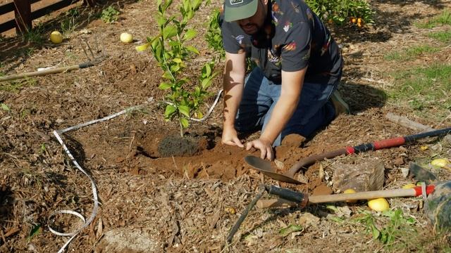 How to Plant Fruit Trees: The Complete Guide смотреть онлайн
