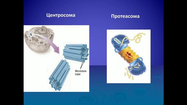 Введение к курса гистологии Цитология смотреть онлайн