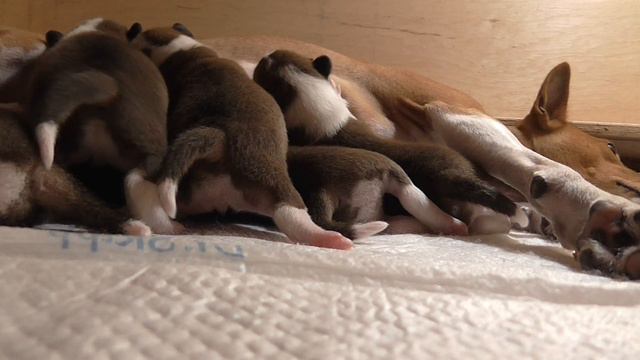 basenji puppies eat смотреть онлайн