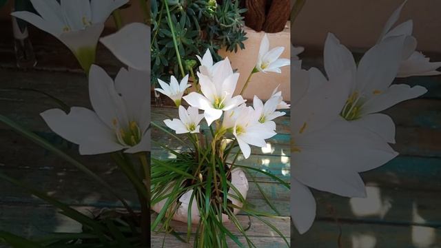 Mini lírio-do-campo, (zephyranthes candida) смотреть онлайн