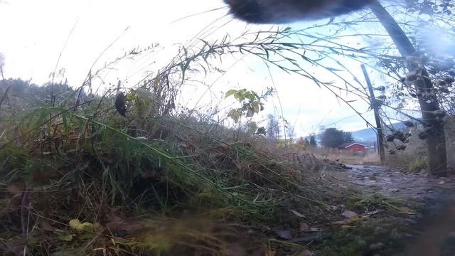 Cat with GoPro : big fight and mouse catch : Ep 66 смотреть онлайн
