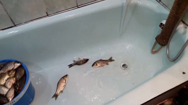 НАЛОВИЛИ КУЧУ КАРАСЯ. ПРОБУЮ ЕГО ЖАРИТЬ. ДЕРЖУ В ВАННОЙ ЖИВЫХ. ОТДАМ ЛЮБОМУ В ПРУД. смотреть онлайн
