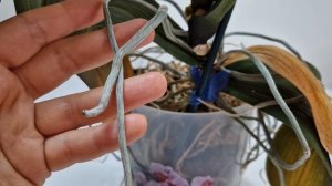 Орхидеи ВЯЛЫЕ  БЕЗ КОРНЕЙ в горшке и усыхающей ВОЗДУШНОЙ ЩЕТИНОЙ. Как ВОЗРОДИТЬ такую ОРХИДЕЮ