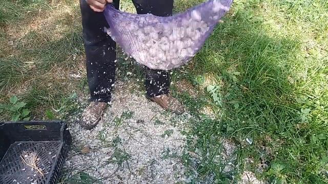 Шелушение чеснока за одну минуту. Быстрая подготовка к продаже. смотреть онлайн