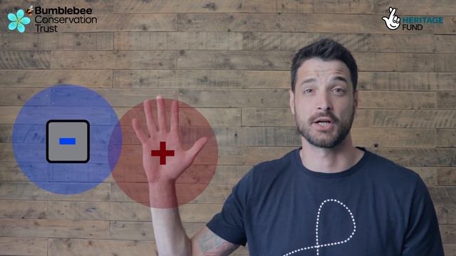 STATIC ELECTRICITY » How does it help bumblebees to collect pollen? смотреть онлайн