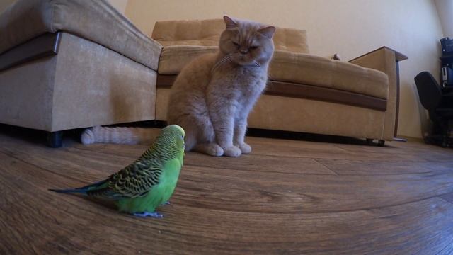 Волнистый попугай Кеша и кот Марсик. Смешные животные. смотреть онлайн