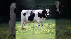 Автоматизация звука [Р] в середине слова