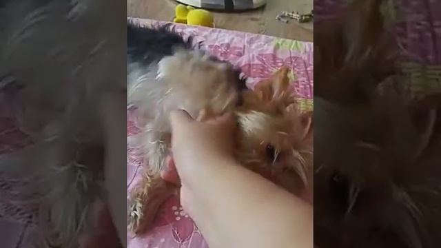 더워 지쳐있는 [짱아]