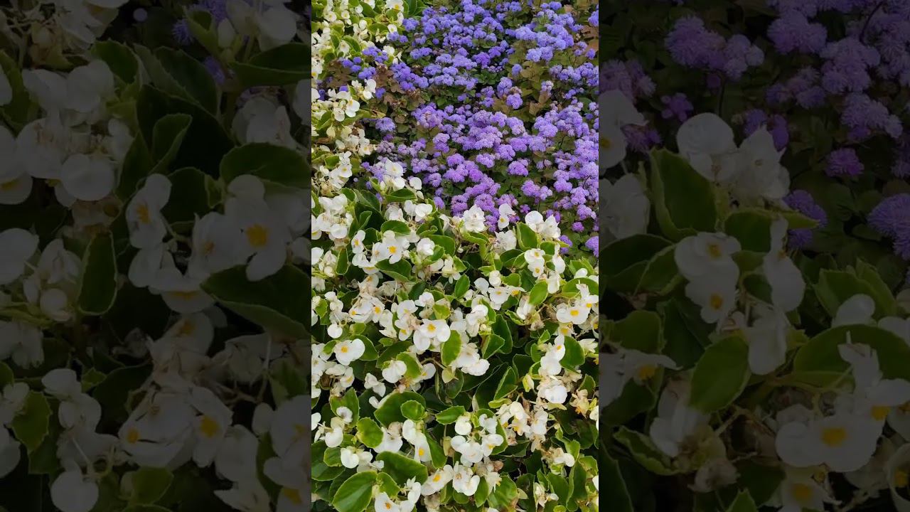 #shorts Лето-чудная пора смотреть онлайн