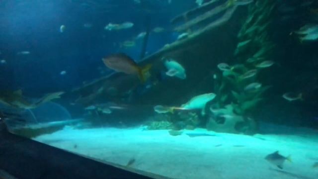 Aquaria KLCC Full Walking Tour 1080P 60FPS Kuala Lumpur Malaysia смотреть онлайн