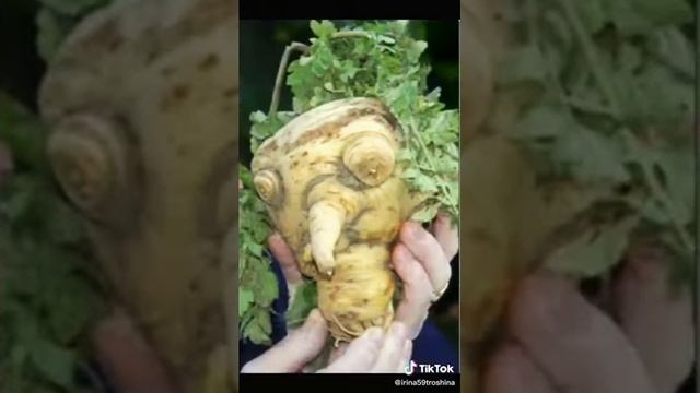 Фото смешных и причудливых растений. Удивительный мир. Чудеса природы.