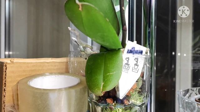 Отвечаю на вопросы. Про удобрения, пышность цветения, пересадку из круглой вазы.