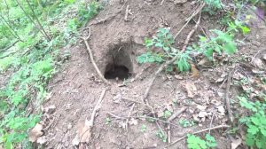 КОРОЧЕ ГОВОРЯ, ЧУТЬ НЕ ПОГИБ В ЛЕСУ. Говорящая собака ЛОКИ БОБО.