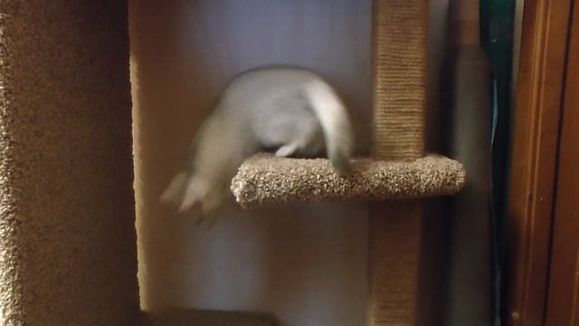 Домик-когтеточка для кота смотреть онлайн