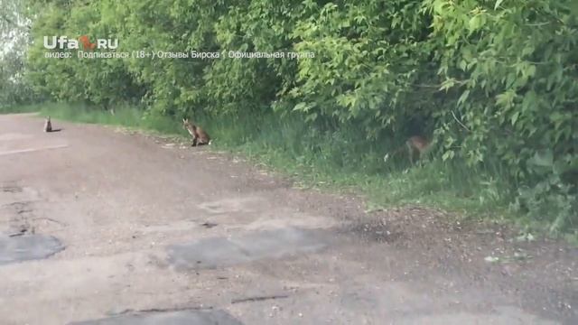 Семейство лис засняли на камеру смотреть онлайн