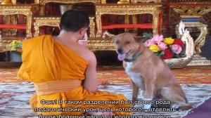 Собака в доме по православию: почему нельзя держать