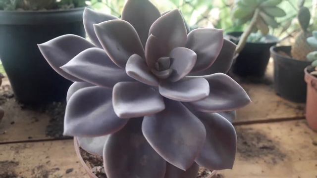 SUCULENTA DEBBIE смотреть онлайн